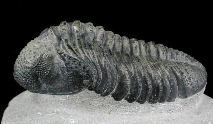 Excellent Drotops Trilobite With Great Eyes #24511